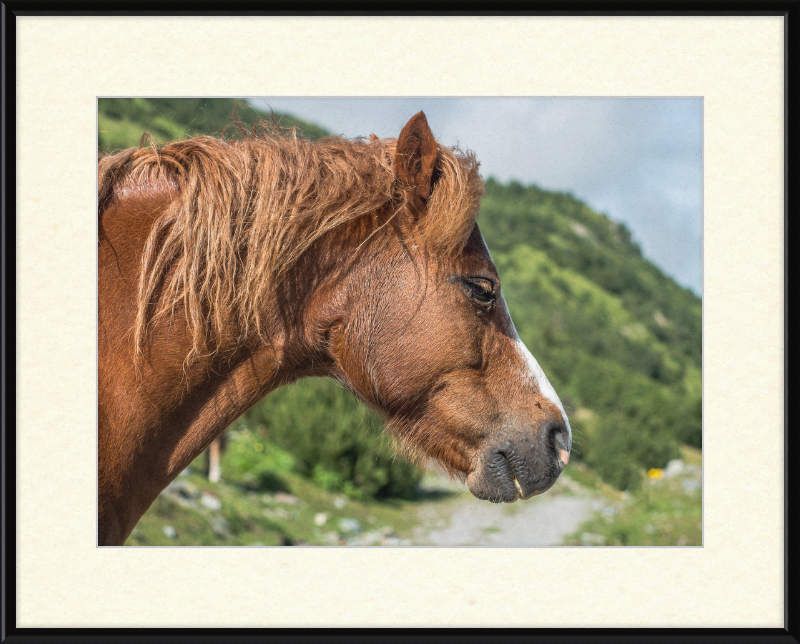 Galtar - Pferdekopf - Great Pictures Framed