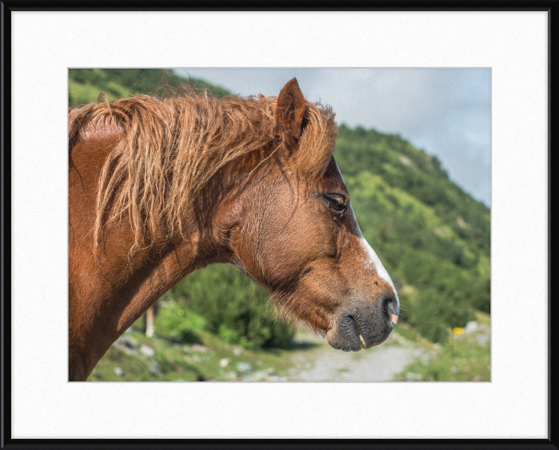 Galtar - Pferdekopf - Great Pictures Framed