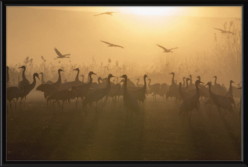 Cranes at Agamon HaHula - Great Pictures Framed