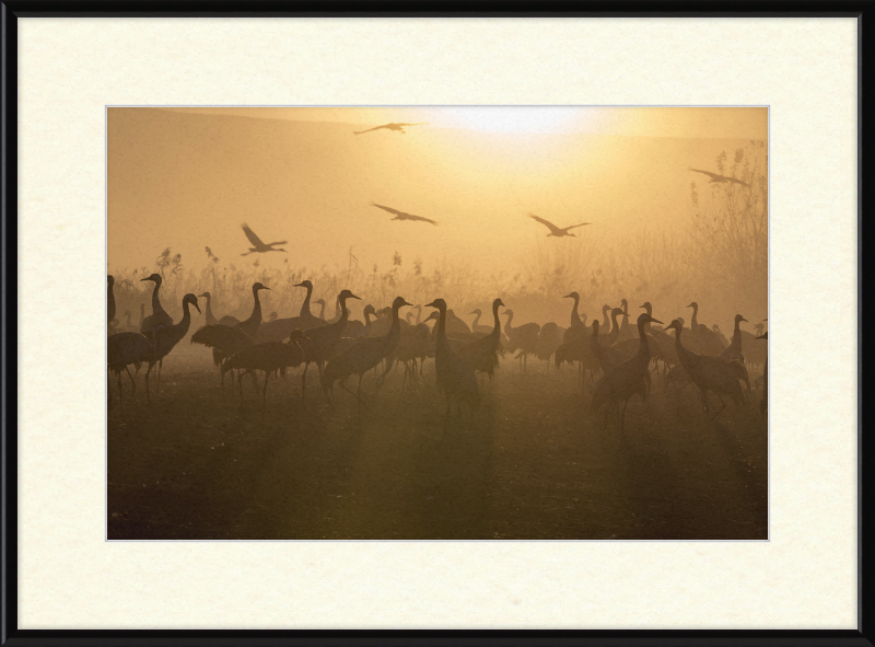 Cranes at Agamon HaHula - Great Pictures Framed