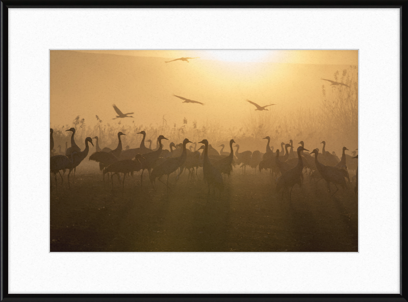 Cranes at Agamon HaHula - Great Pictures Framed