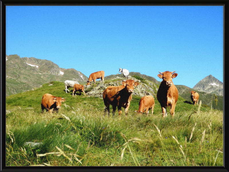 Ariege's Cows - Great Pictures Framed