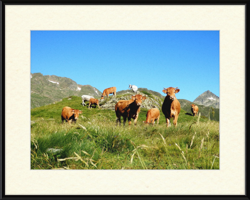 Ariege's Cows - Great Pictures Framed