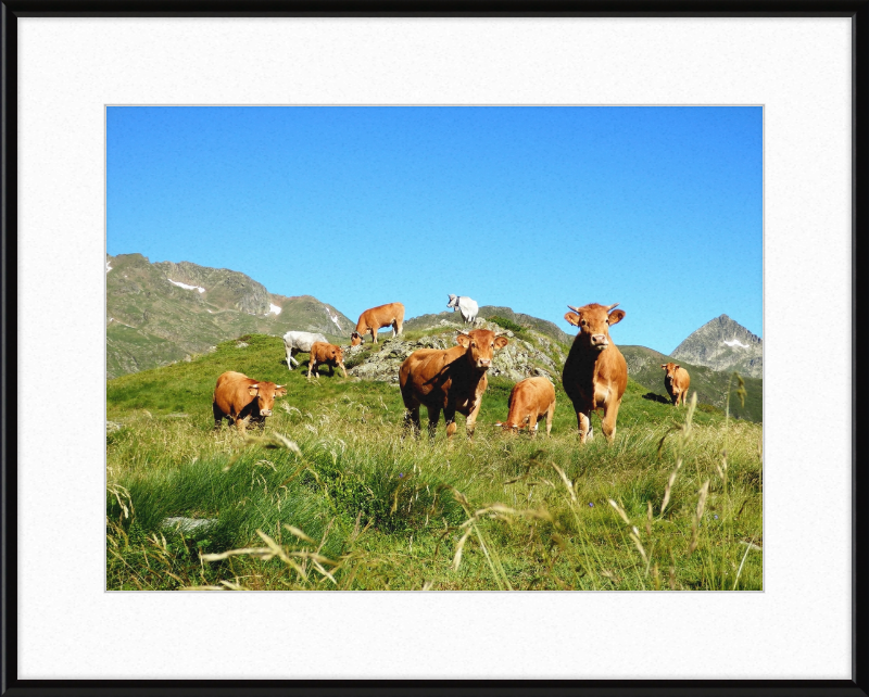 Ariege's Cows - Great Pictures Framed
