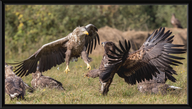 Fighting White-Tailed Eagles - Great Pictures Framed