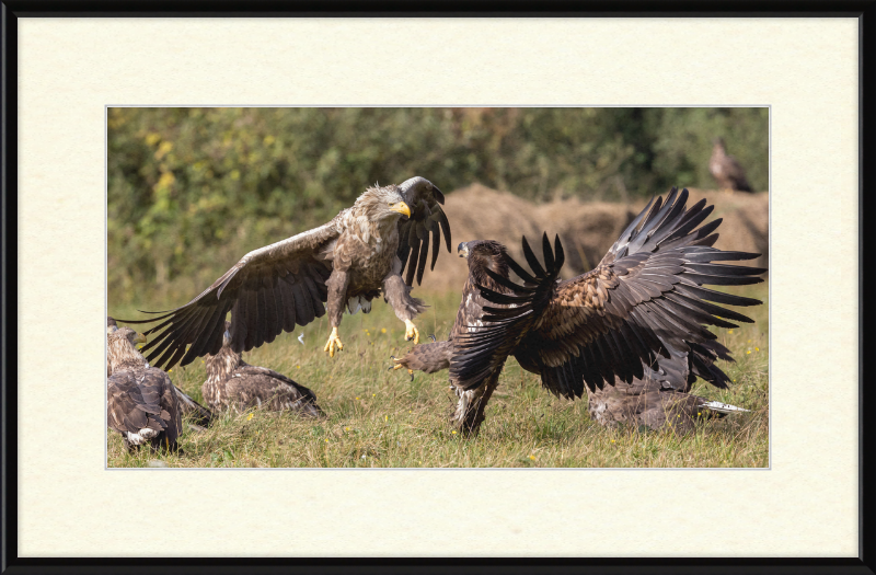 Fighting White-Tailed Eagles - Great Pictures Framed