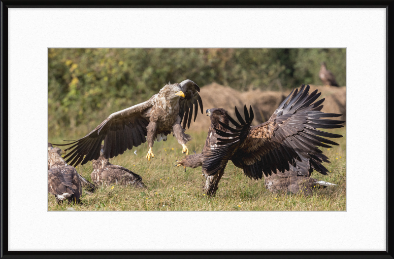 Fighting White-Tailed Eagles - Great Pictures Framed
