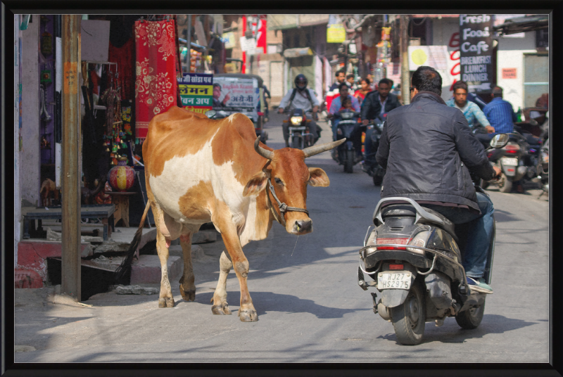 A Cow on the Streets of Udaipur - Great Pictures Framed