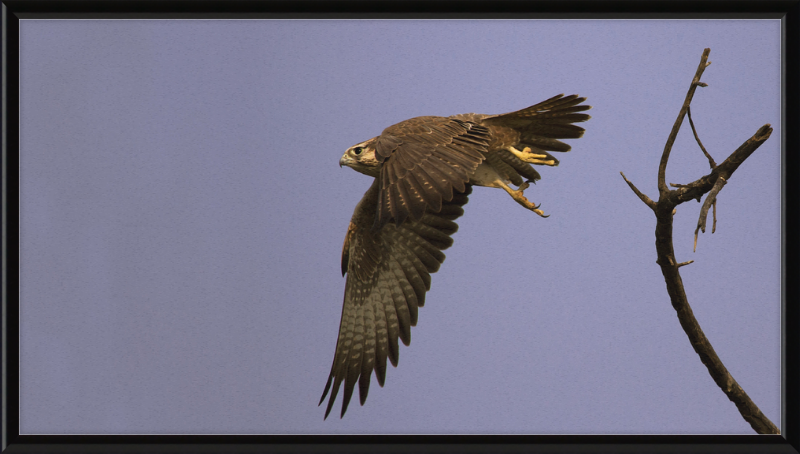 Laggar Falcon in Flight - Great Pictures Framed