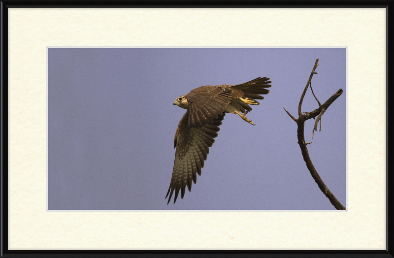 Laggar Falcon in Flight - Great Pictures Framed