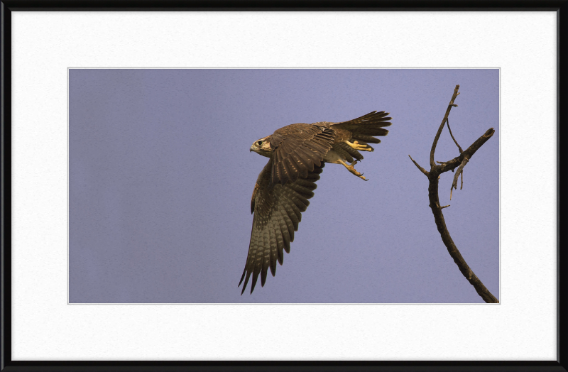 Laggar Falcon in Flight - Great Pictures Framed