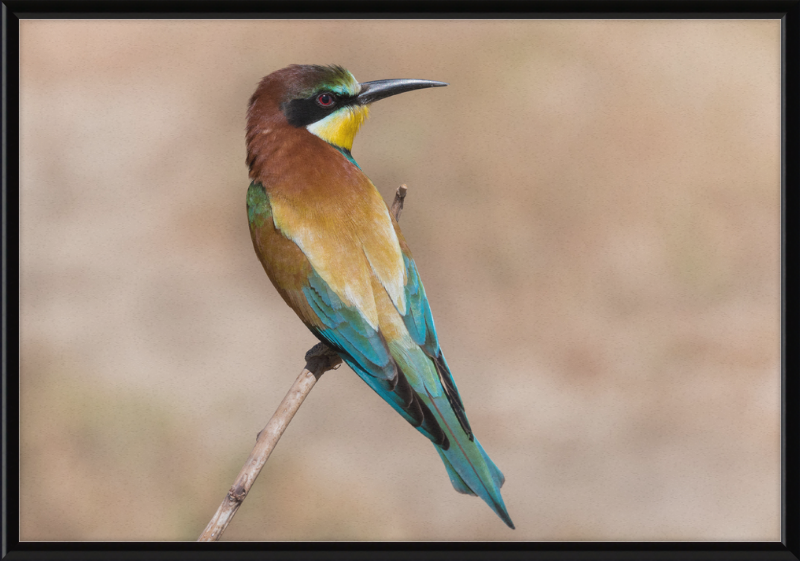 European Bee-eater - Great Pictures Framed