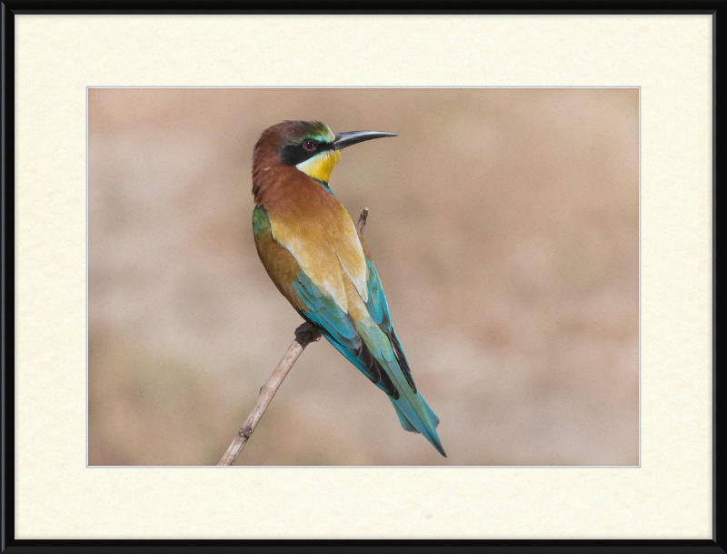 European Bee-eater - Great Pictures Framed