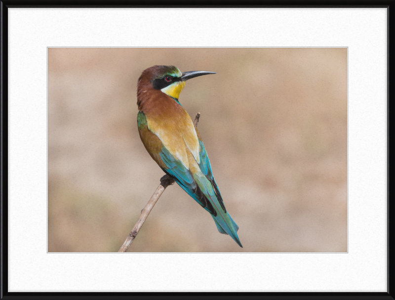 European Bee-eater - Great Pictures Framed