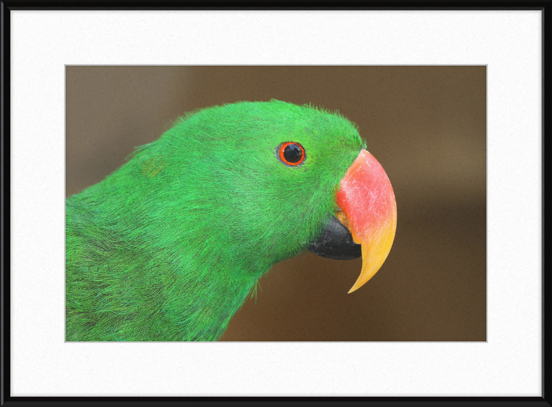 Eclectus Roratus - Great Pictures Framed