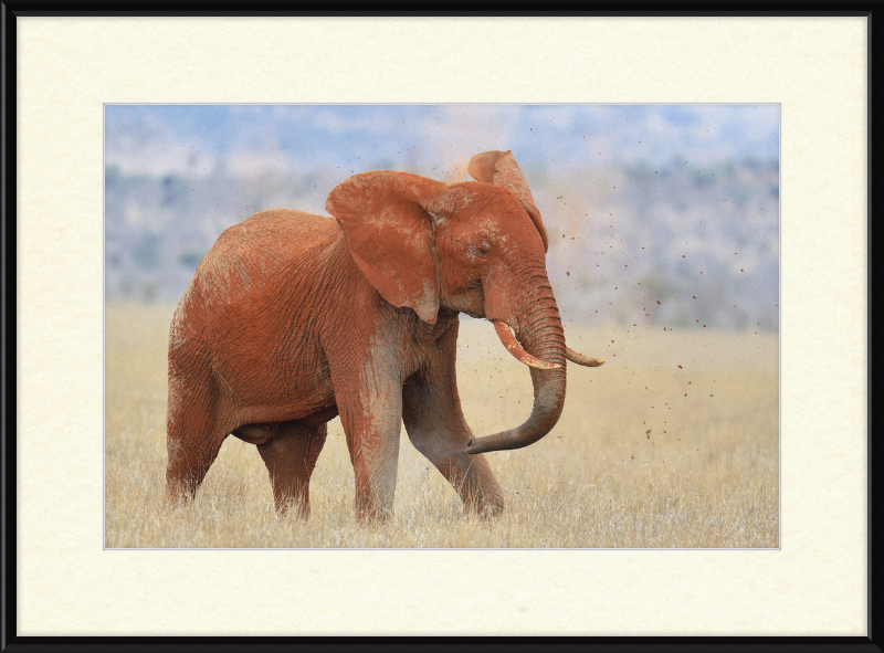 Red Elephant in Dirt - Great Pictures Framed