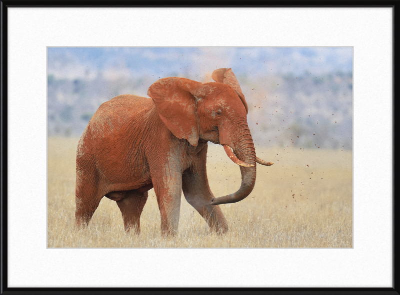 Red Elephant in Dirt - Great Pictures Framed