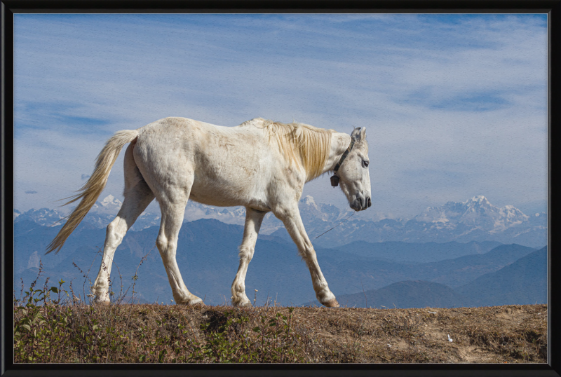 Domestic Horse at Suryachaur with the mountains in the Back - Great Pictures Framed