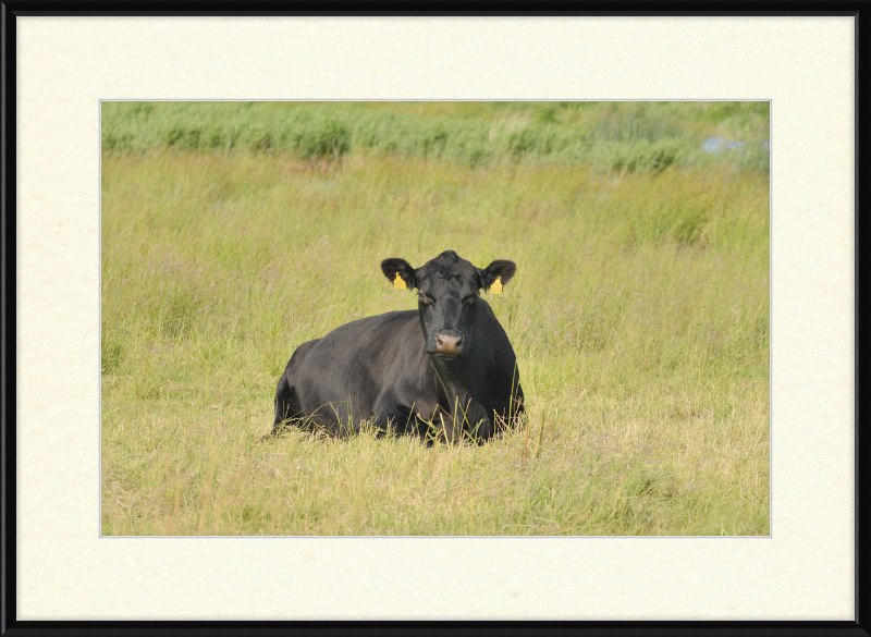 Skjern Enge - Great Pictures Framed