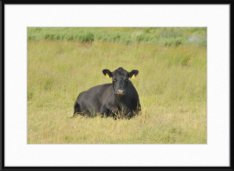 Skjern Enge - Great Pictures Framed