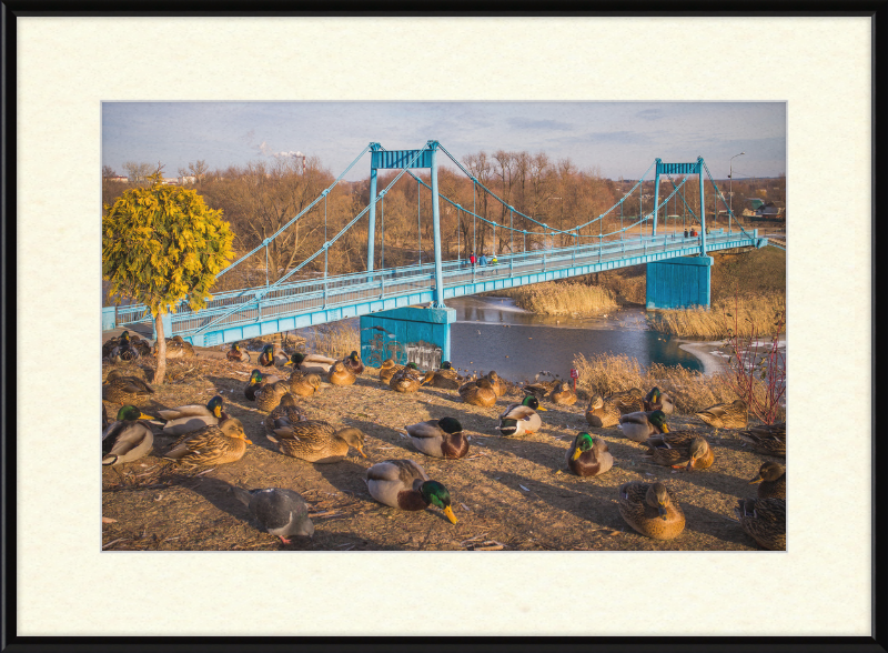 Ducks on the Embankment - Great Pictures Framed