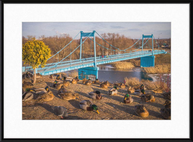 Ducks on the Embankment - Great Pictures Framed