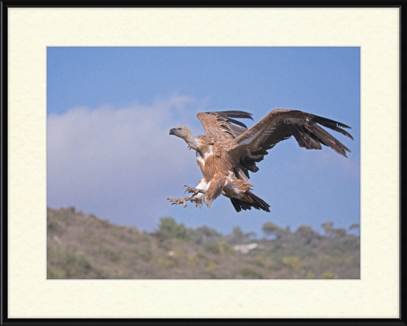 The Flight of a Griffon - Great Pictures Framed