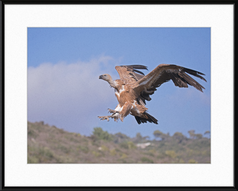The Flight of a Griffon - Great Pictures Framed