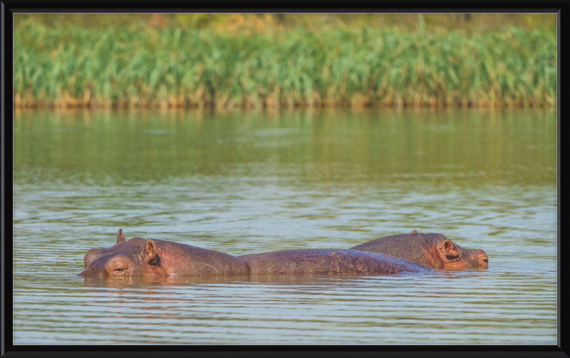 Hippos – Lake Tana near Bahir Dar, Ethiopia - Great Pictures Framed