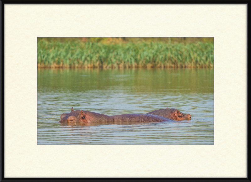 Hippos – Lake Tana near Bahir Dar, Ethiopia - Great Pictures Framed