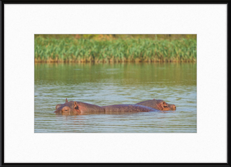 Hippos – Lake Tana near Bahir Dar, Ethiopia - Great Pictures Framed