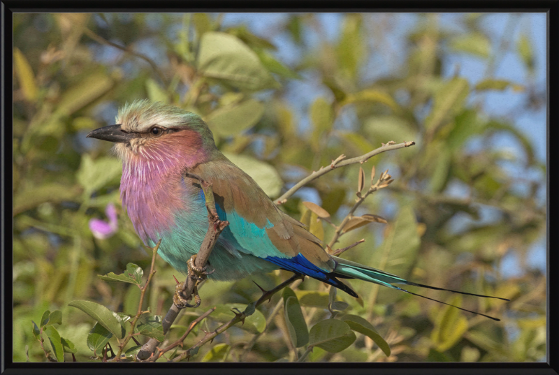 Lilac-Breasted Roller (Coracias Caudatus Caudatus) Botswana - Great Pictures Framed