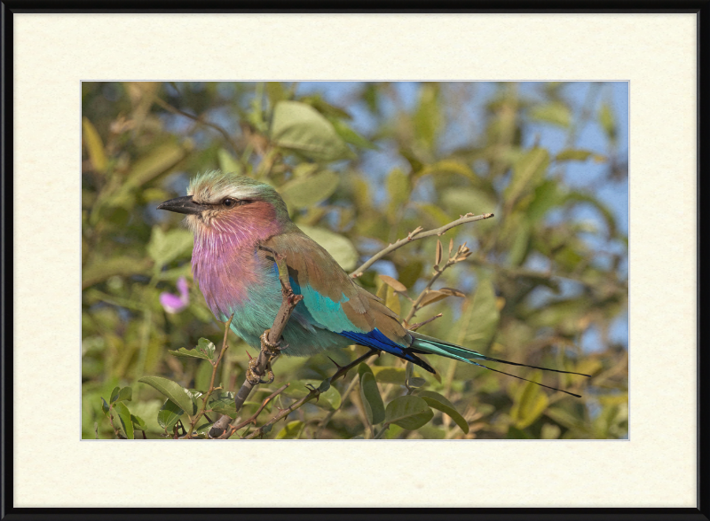 Lilac-Breasted Roller (Coracias Caudatus Caudatus) Botswana - Great Pictures Framed