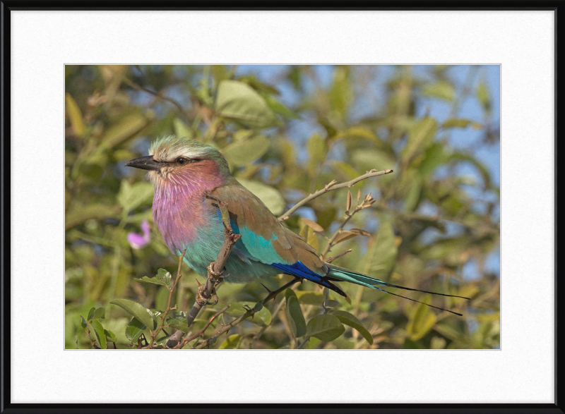 Lilac-Breasted Roller (Coracias Caudatus Caudatus) Botswana - Great Pictures Framed