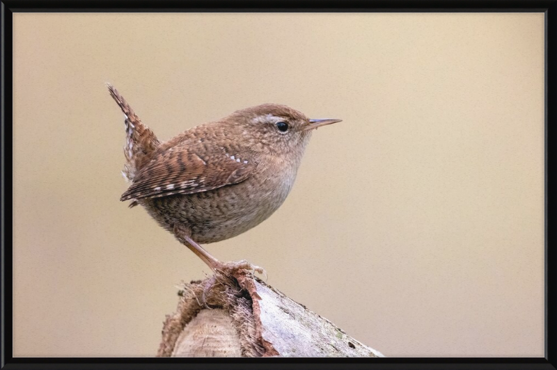 Eurasian Wren - Great Pictures Framed