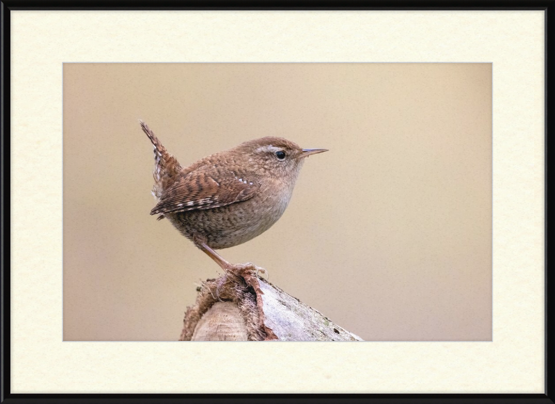 Eurasian Wren - Great Pictures Framed