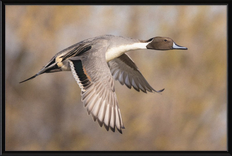 Male Northern Pintail (Anas Acuta) In Flight at Llano Seco - Great Pictures Framed
