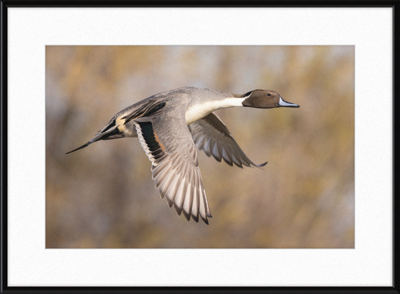 Male Northern Pintail (Anas Acuta) In Flight at Llano Seco - Great Pictures Framed
