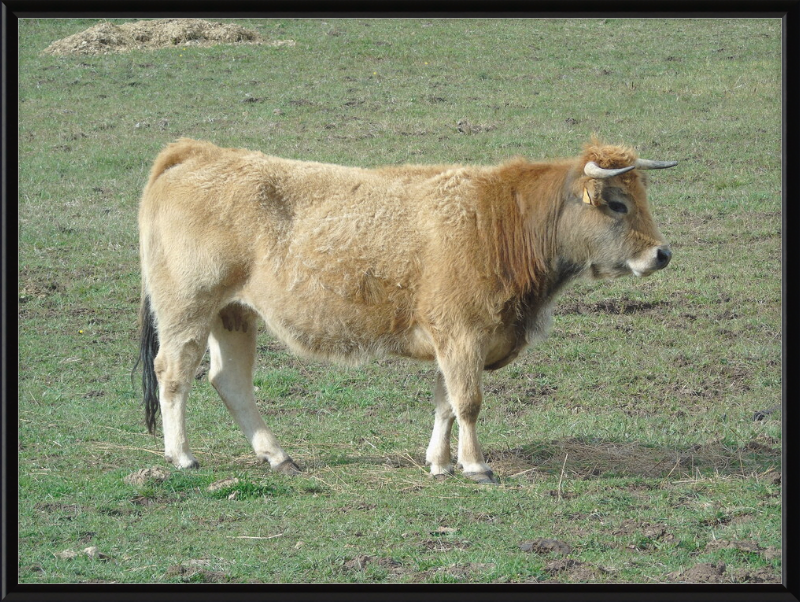 A Portrait of the San Emiliano Bull - Great Pictures Framed