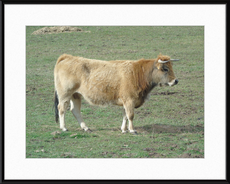 A Portrait of the San Emiliano Bull - Great Pictures Framed