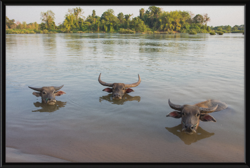 Three Buffaloes Heads Above Water in Si Phan Don - Great Pictures Framed