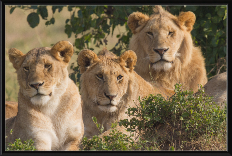 Lions Family Portrait Masai Mara - Great Pictures Framed