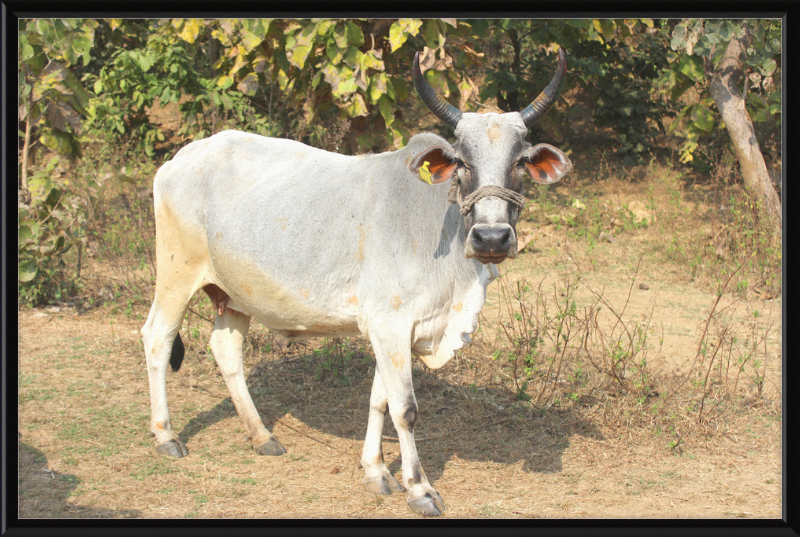Bhopal Cow - Great Pictures Framed