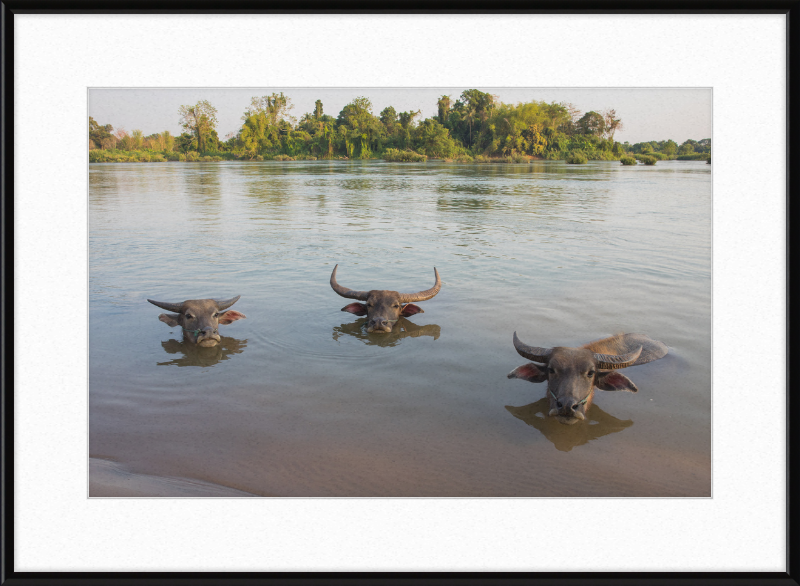 Three Buffaloes Heads Above Water in Si Phan Don - Great Pictures Framed