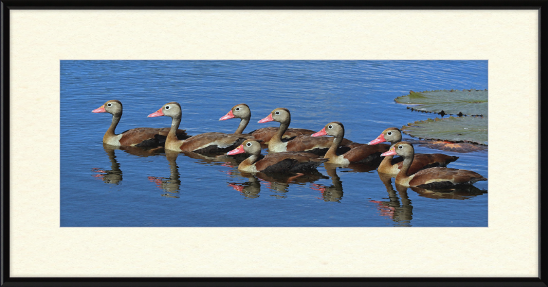 Black-bellied Ducks with Pink Bills - Great Pictures Framed