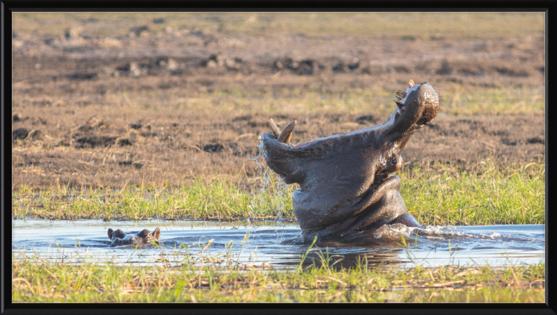 Hippopotamus amphibius, Parque Nacional de Chobe, Botswana - Great Pictures Framed