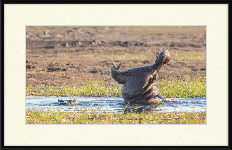 Hippopotamus amphibius, Parque Nacional de Chobe, Botswana - Great Pictures Framed