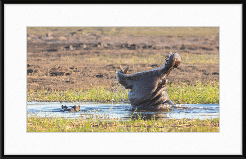 Hippopotamus amphibius, Parque Nacional de Chobe, Botswana - Great Pictures Framed
