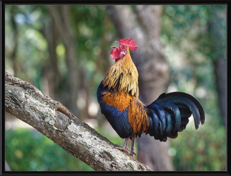 Junglefowl on Tree - Great Pictures Framed