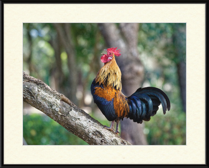 Junglefowl on Tree - Great Pictures Framed